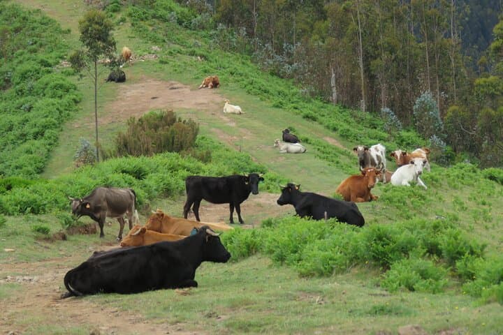 Madeira Southwest 4x4 Tour — Ponta do Pargo Lighthouse, Rum, Waterfalls & Banana Plantations photo 4