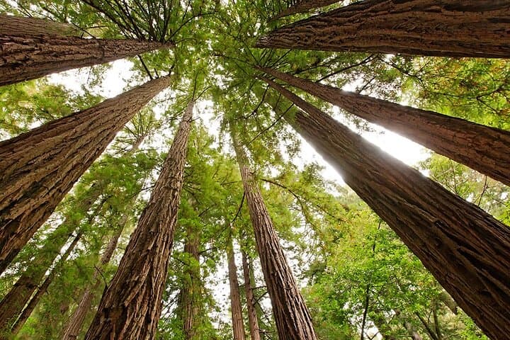 Private Muir Woods, Sausalito & Marin Headlands Full-Day Tour from San Francisco photo 2