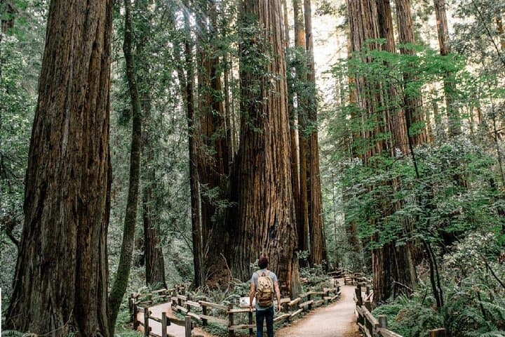 Private Muir Woods, Sausalito & Marin Headlands Full-Day Tour from San Francisco photo 5