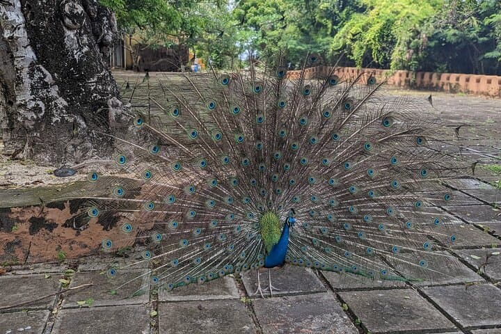 Private Stone Town & Prison Island Half-Day Tour — Zanzibar History, Markets & Giant Tortoises photo 2