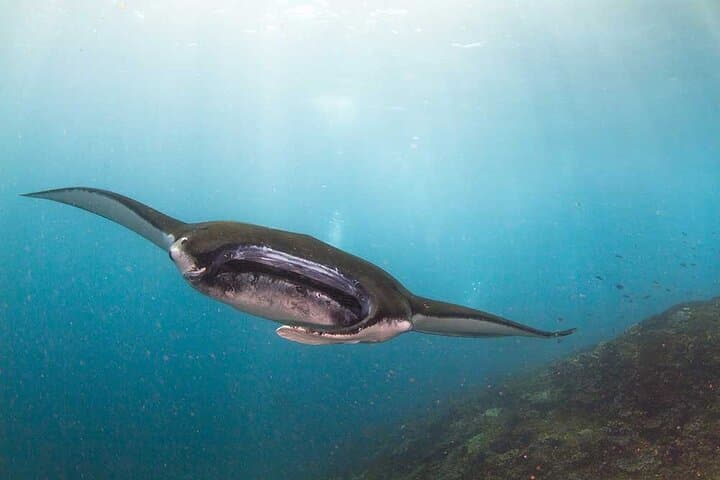 Nusa Penida Three-Dive Boat Trip: Mantas, Turtles & Vibrant Reefs