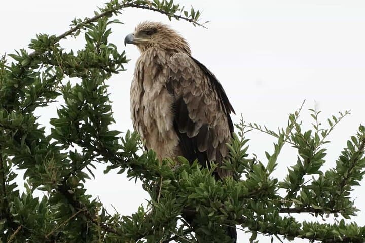 Hell's Gate Biking Safari & Lake Naivasha Boat Ride — Day Trip from Nairobi photo 5