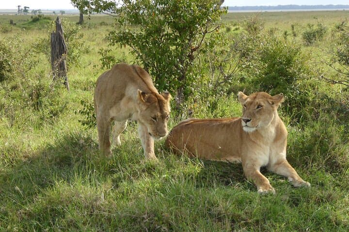 Amboseli Day Safari: Up-Close Elephants and Kilimanjaro Views photo 6