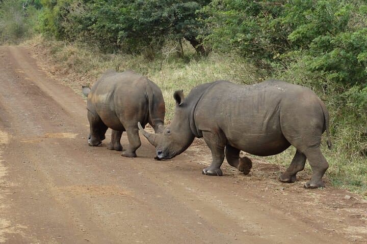 Private 3-Day Kruger National Park Safari from Maputo — Big 5 Game Drives photo 4