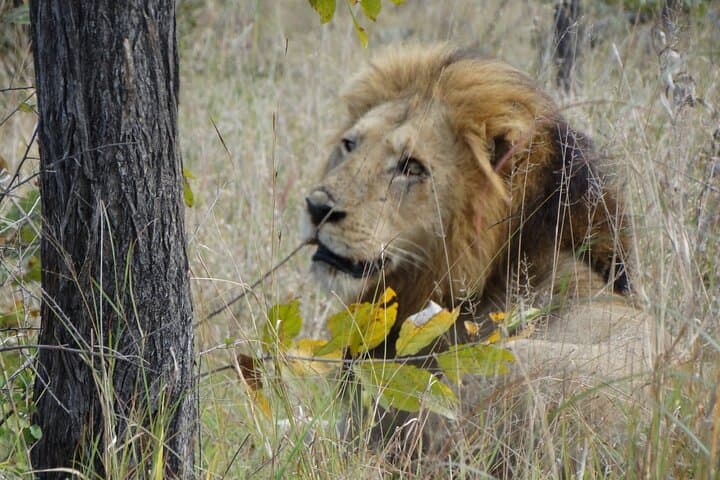 Private 3-Day Kruger National Park Safari from Maputo — Big 5 Game Drives photo 5