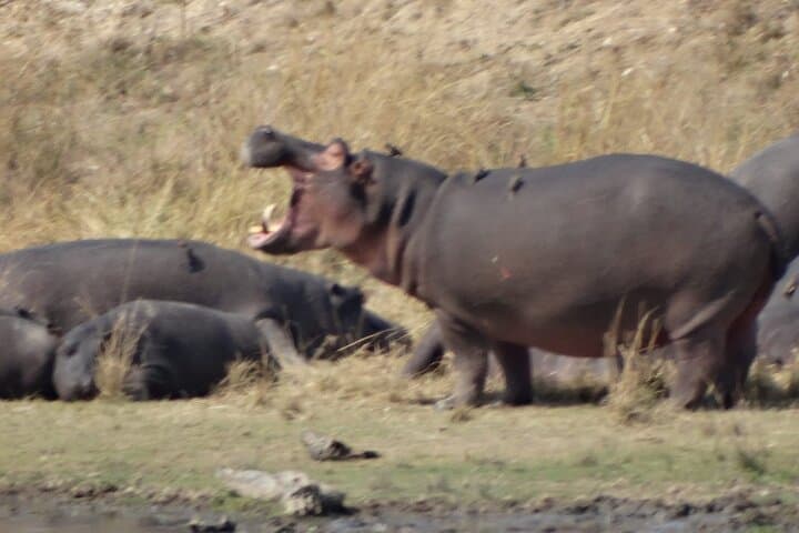 Private 3-Day Kruger National Park Safari from Maputo — Big 5 Game Drives photo 6