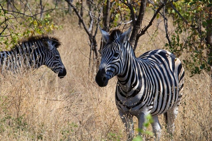 Private 3-Day Kruger National Park Safari from Maputo — Big 5 Game Drives photo 3