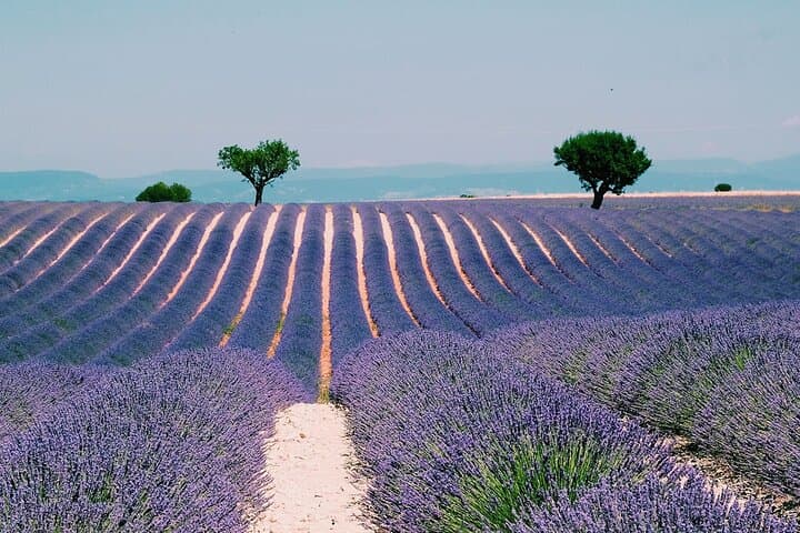 Private Provence Day Trip: Vineyards, Aix-en-Provence & Lavender Fields