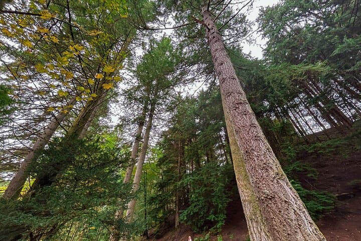 Glasgow Day Trip: Scone Palace, Hermitage Falls, Pitlochry & Tullibardine Whisky photo 4