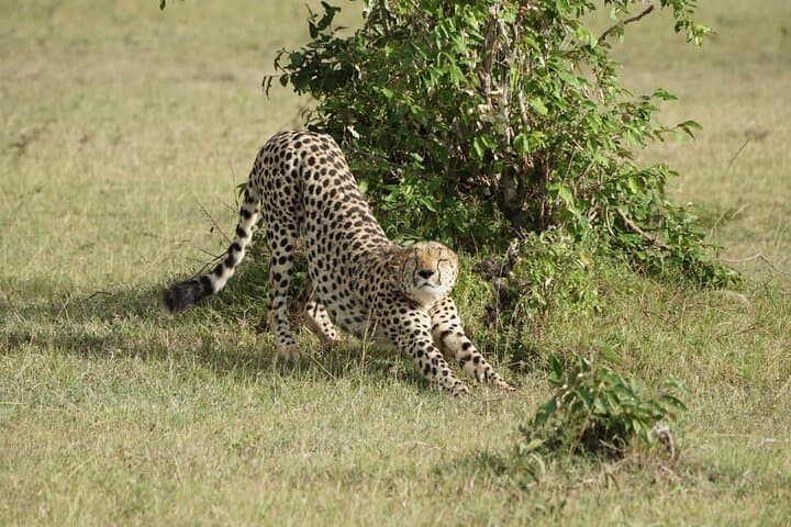 3-day-maasai-mara-safari-from-nairobi-4x4-small-group photo 5