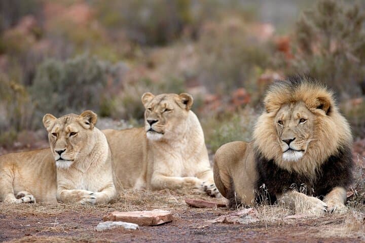 Full-Day Safari to Aquila Private Game Reserve from Cape Town — Wildlife Safari with Transfers photo 2