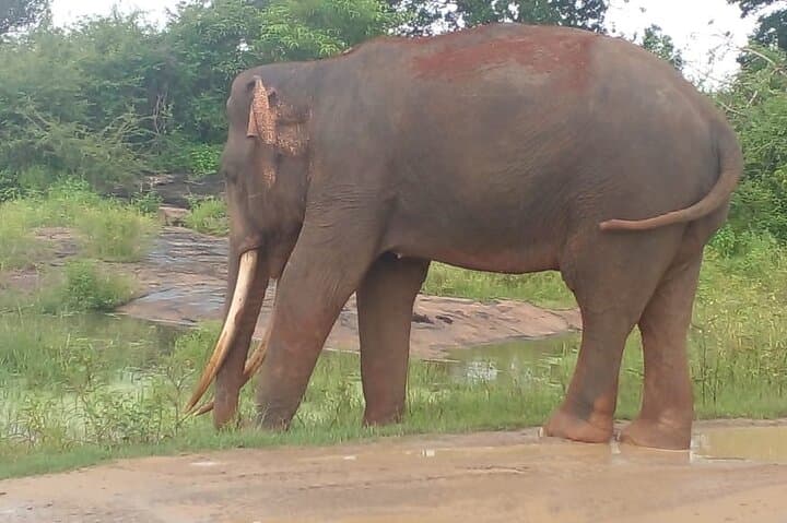 Udawalawe 4-Hour Private Jeep Safari — Elephant & Birdwatching Adventure photo 6