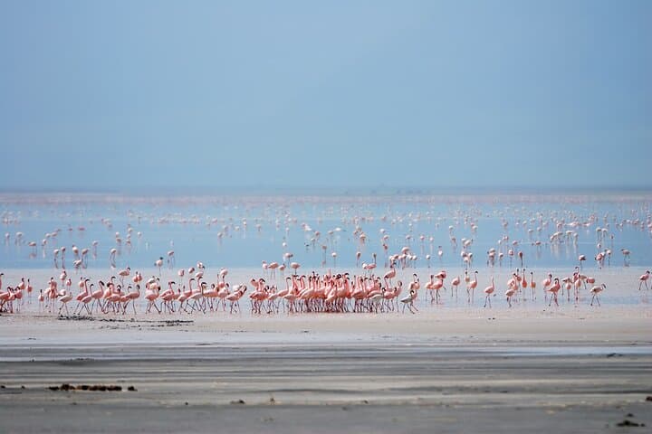 Lake Manyara Full-Day Safari — Tree-Climbing Lions, Flamingos & Hippo Pools