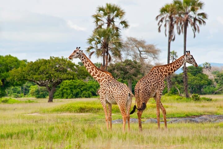 Lake Manyara Full-Day Safari — Tree-Climbing Lions, Flamingos & Hippo Pools photo 2