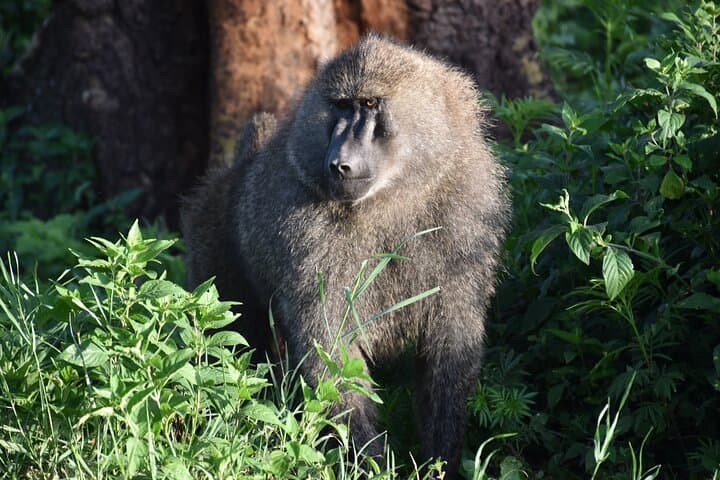 Lake Manyara Full-Day Safari — Tree-Climbing Lions, Flamingos & Hippo Pools photo 4