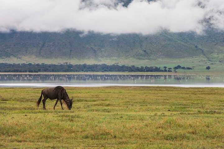 Lake Manyara Full-Day Safari — Tree-Climbing Lions, Flamingos & Hippo Pools photo 5
