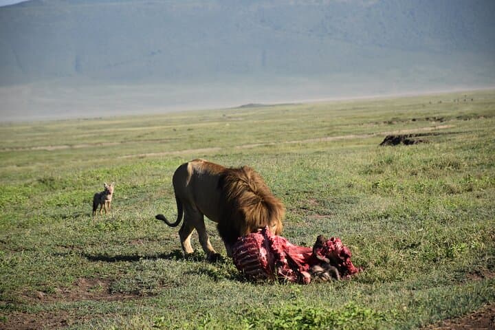 Lake Manyara Full-Day Safari — Tree-Climbing Lions, Flamingos & Hippo Pools photo 6