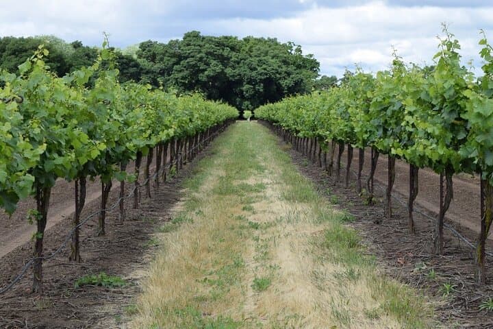 Private Athens Wine Tour to Two Award-Winning Wineries in Spata photo 2
