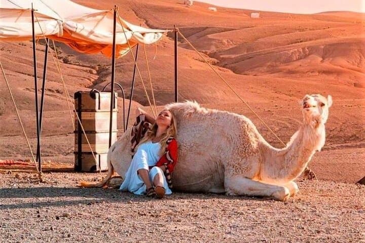 Agafay Desert Sunset Quad-Bike, Camel Ride & Dinner Show from Marrakech photo 3