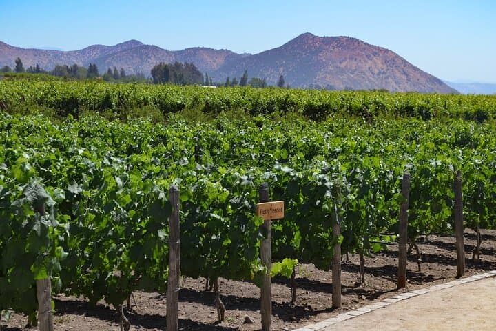 Private Maipú Valley Wine Tour from Santiago — Concha y Toro, Santa Rita & Undurraga