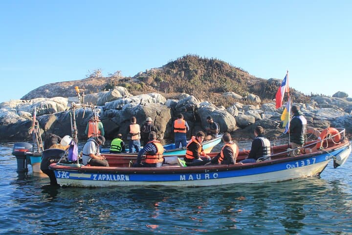 Private Nautical Tour to Penguin Island from Zapallar — Isla de los Pingüinos photo 3