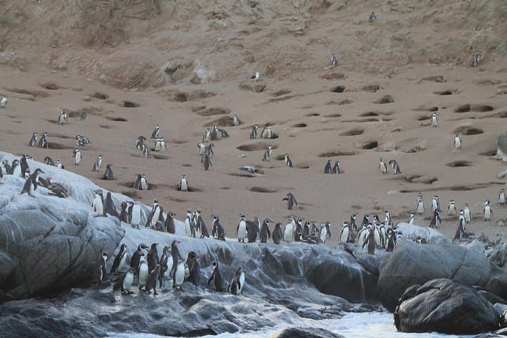 Private Nautical Tour to Penguin Island from Zapallar — Isla de los Pingüinos photo 4