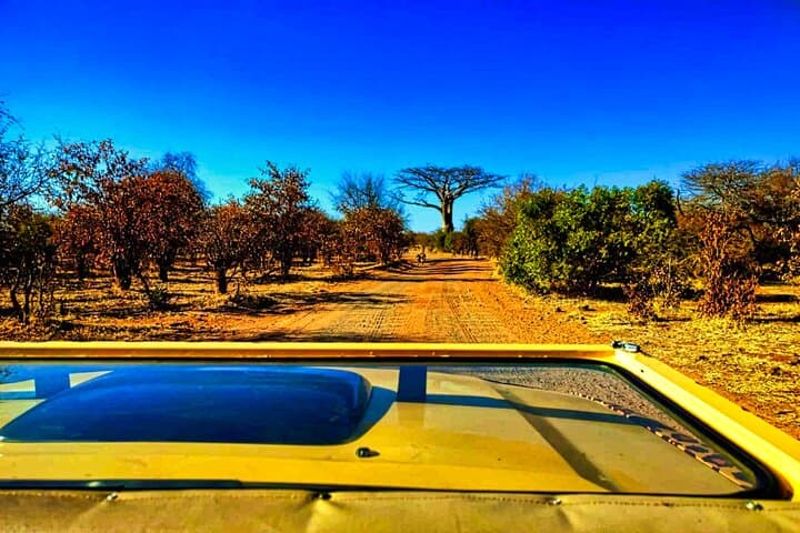 First-Light Safari Drive in Zambezi National Park, Victoria Falls photo 4