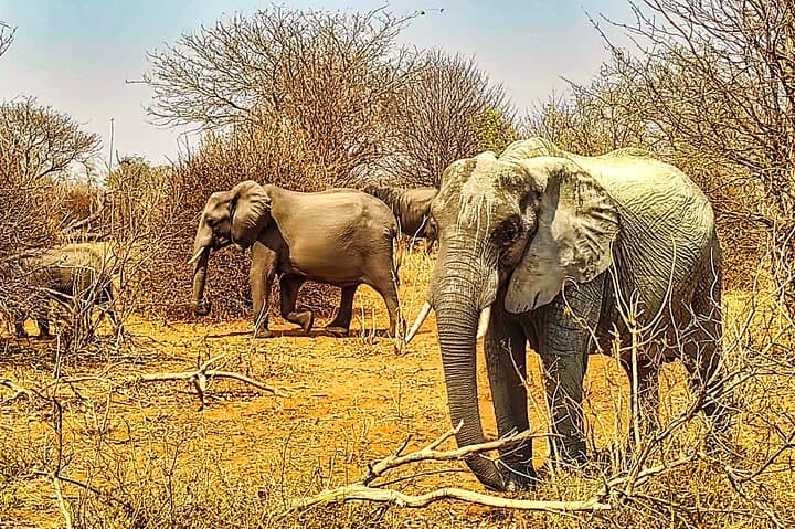 First-Light Safari Drive in Zambezi National Park, Victoria Falls photo 6