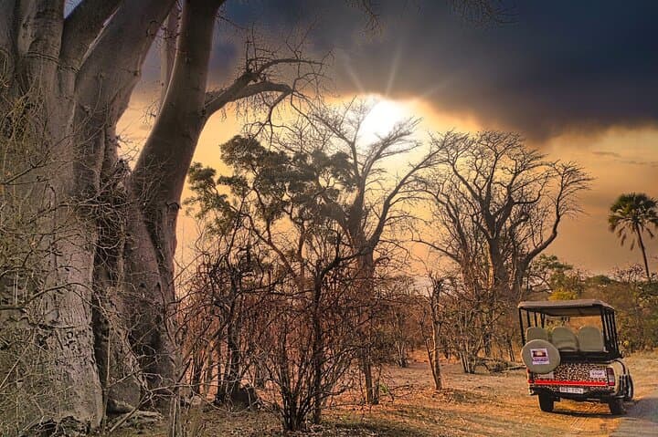 First-Light Safari Drive in Zambezi National Park, Victoria Falls