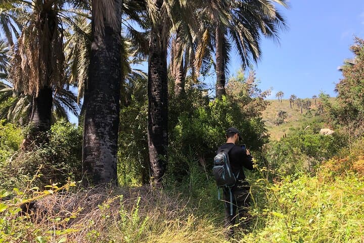 Viña del Mar Private Palm Forest Excursion: Century-Old Chilean Palms & Waterfalls photo 3