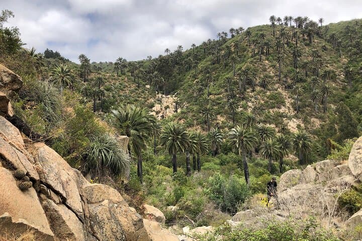 Viña del Mar Private Palm Forest Excursion: Century-Old Chilean Palms & Waterfalls photo 4