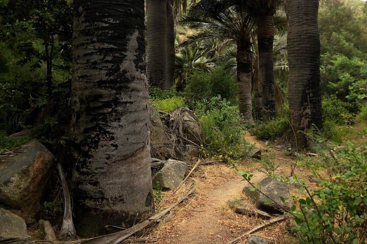 Viña del Mar Private Palm Forest Excursion: Century-Old Chilean Palms & Waterfalls photo 6