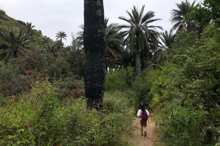 Viña del Mar Private Palm Forest Excursion: Century-Old Chilean Palms & Waterfalls photo 5