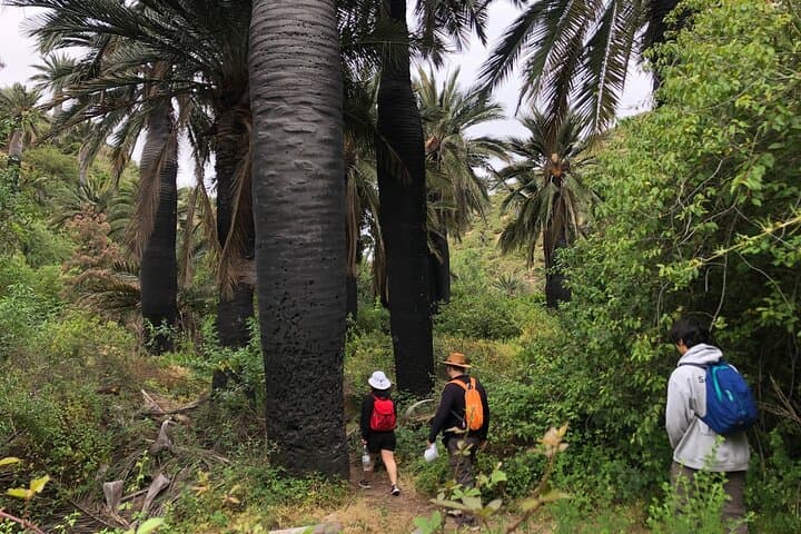 Viña del Mar Private Palm Forest Excursion: Century-Old Chilean Palms & Waterfalls photo 2