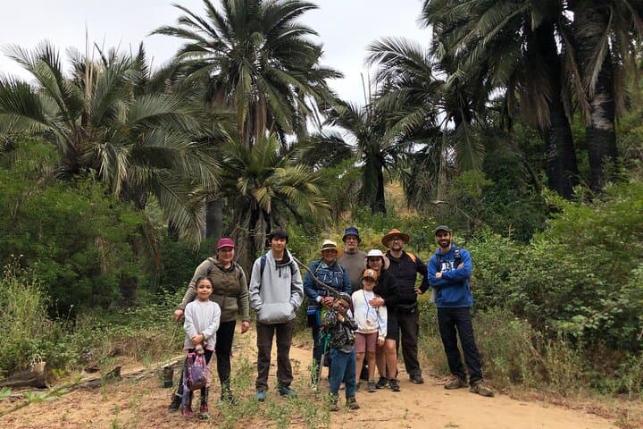 Viña del Mar Private Palm Forest Excursion: Century-Old Chilean Palms & Waterfalls