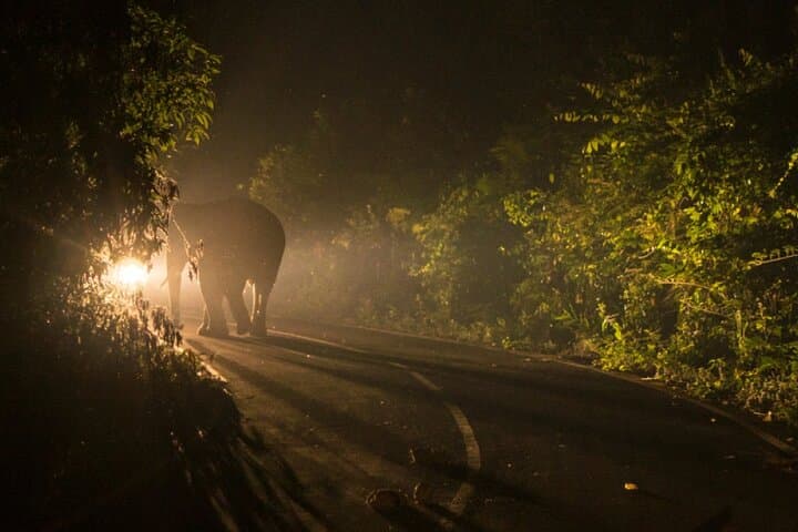 Moonlight 4x4 Bush Drive at Victoria Falls — Night Safari Jeep Experience photo 5