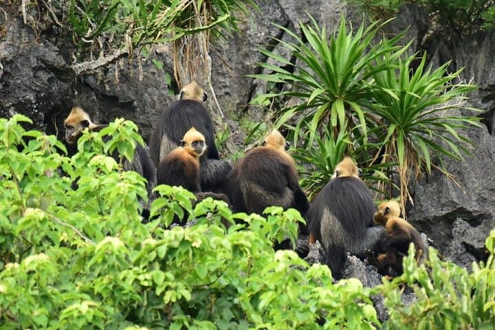 3-Day Halong Bay & Cat Ba Island Cruise — Kayak, Caves and Endangered Langurs photo 3