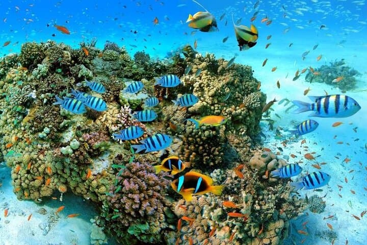 Ras Mohammed & White Island VIP Boat Trip from Sharm El Sheikh – Snorkel the Red Sea
