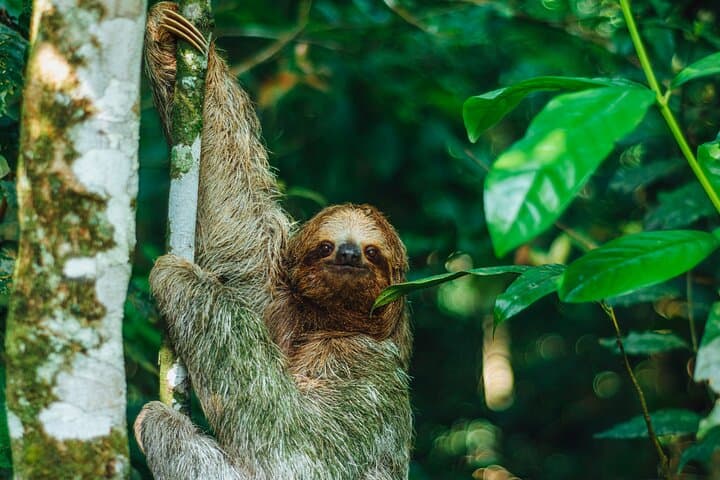 La Fortuna Sloth Tour and Tortilla Cooking Class - Wildlife Walk & Cultural Tasting