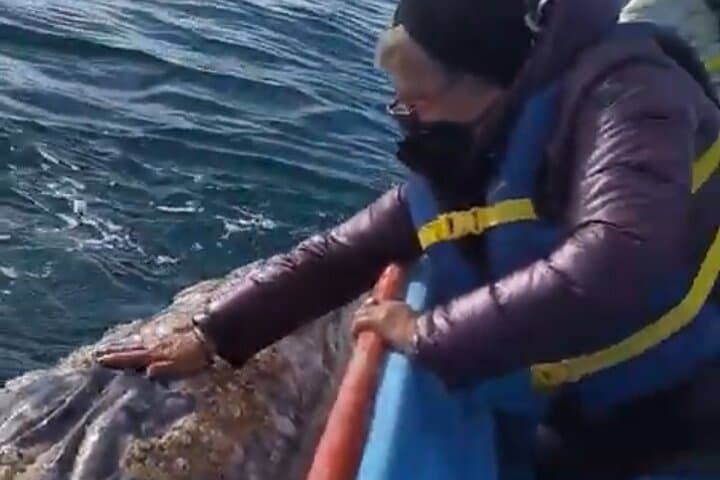 Gray Whale Watching in López Mateos from Loreto: Two-Hour Panga Expedition