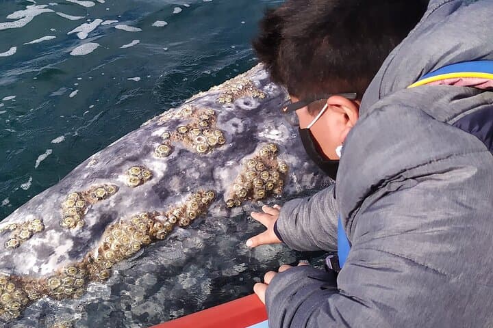 Gray Whale Watching in López Mateos from Loreto: Two-Hour Panga Expedition photo 2