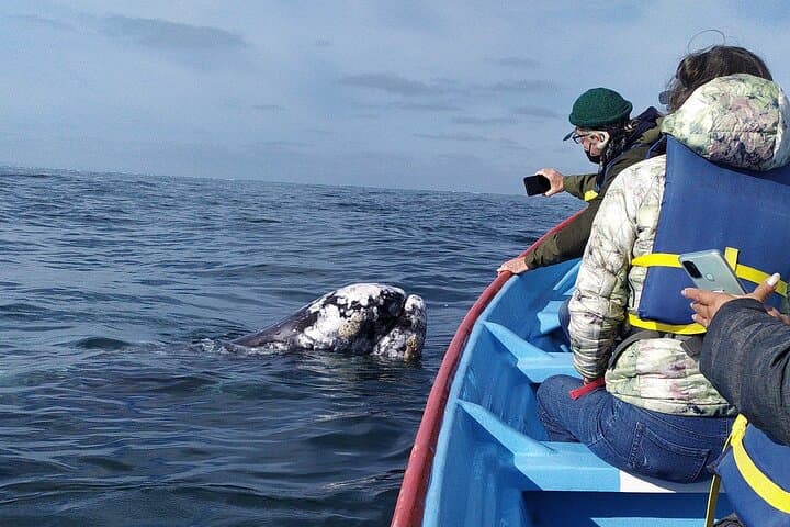 Gray Whale Watching in López Mateos from Loreto: Two-Hour Panga Expedition photo 3