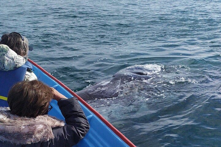 Gray Whale Watching in López Mateos from Loreto: Two-Hour Panga Expedition photo 4