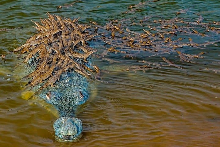 Overnight Agra & Chambal Safari: Taj Sunrise, Gharials, and River Boat Adventure photo 1