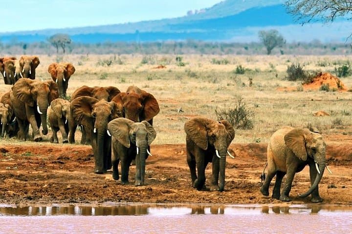 Maasai Mara Multi-Day Safari: 3-Day Wildlife Adventure from Nairobi photo 3