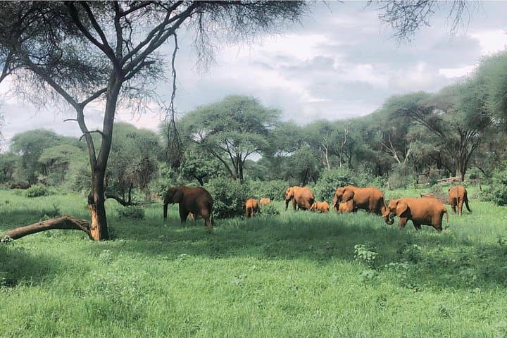 Two-Day Tarangire and Ngorongoro Safari — Big Game, Crater Views & Maasai Encounters photo 2