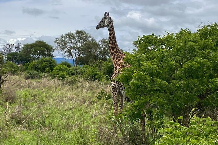 Two-Day Tarangire and Ngorongoro Safari — Big Game, Crater Views & Maasai Encounters photo 4