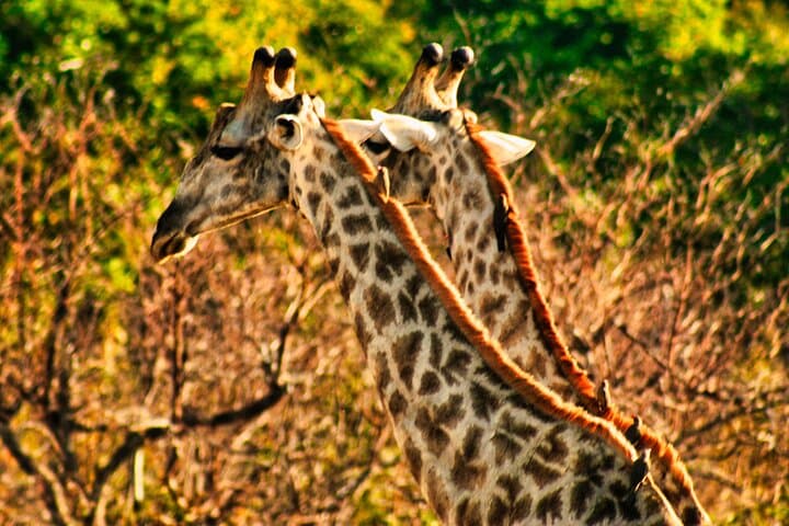 Victoria Falls 4x4 Safari: 2-Hour Game Drive & Zambezi Gorge Panorama photo 2