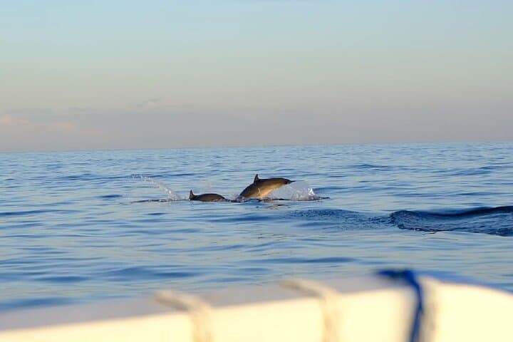 Lovina Sunrise Dolphin Cruise with Snorkeling & Gitgit Waterfall Day Trip photo 2