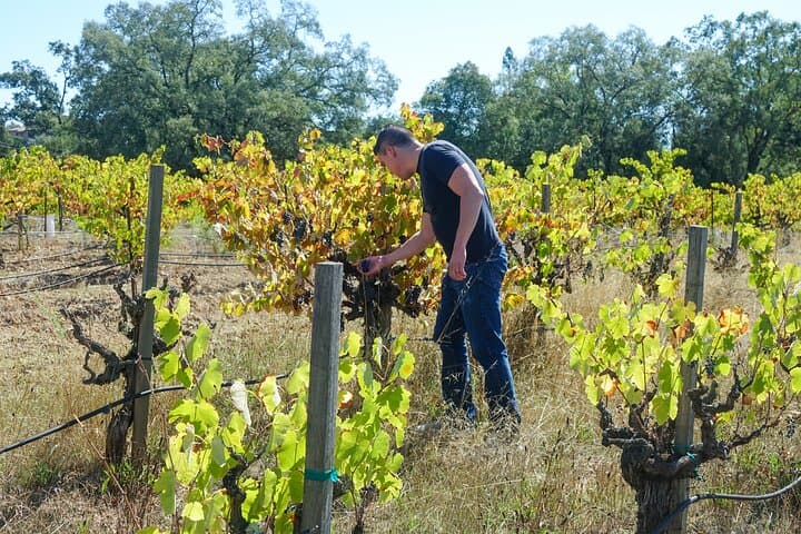 Inside the Vintner’s Cellar: Private Wine Tasting with the Winemaker in Healdsburg photo 2